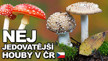 Jak správně sbírat houby?