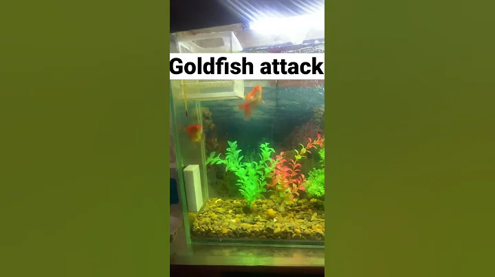 😱😱😱Wooooow it’s terrible . Nervous Goldfish attack guppy fish and kill #goldfish #aquarium #fish