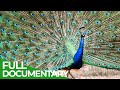 Animal&#39;s Super Senses - Communication | Free Documentary Nature