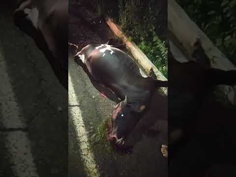 Motociclista sofre acidente ao se chocar contra animal na PI 238 em Bocaina