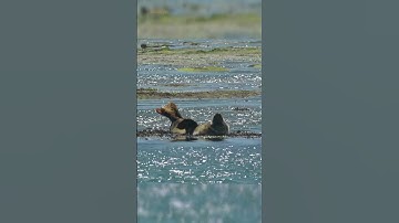 A seal refusing to accept high tide #seal #tides #shorts
