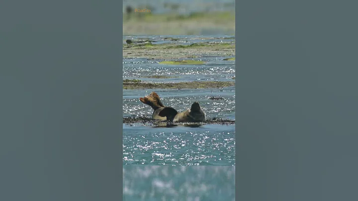 A seal refusing to accept high tide #seal #tides #shorts