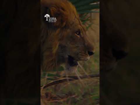 How Did This Lion Lose His Leg?