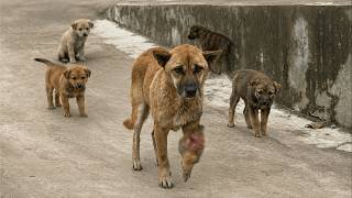 An injured stray dog, with her puppies, limped and begged for help, clinging to last hope