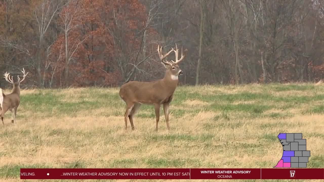 Deer Harvest Total Drops In Michigan DNR Talks Regulations With FOX 17 deer-harvest-total-drops-in-michigan-dnr-talks-regulations-with-fox-17