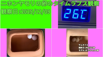 【Memorandum】 2025年12月09日 RPi-Cam-Web-Interfaceを用いたニホンヤモリの卵のTimelapse観察