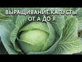 Все что нужно знать о выращивании капусты! От выбора семян до сбора урожая! Наш опыт!