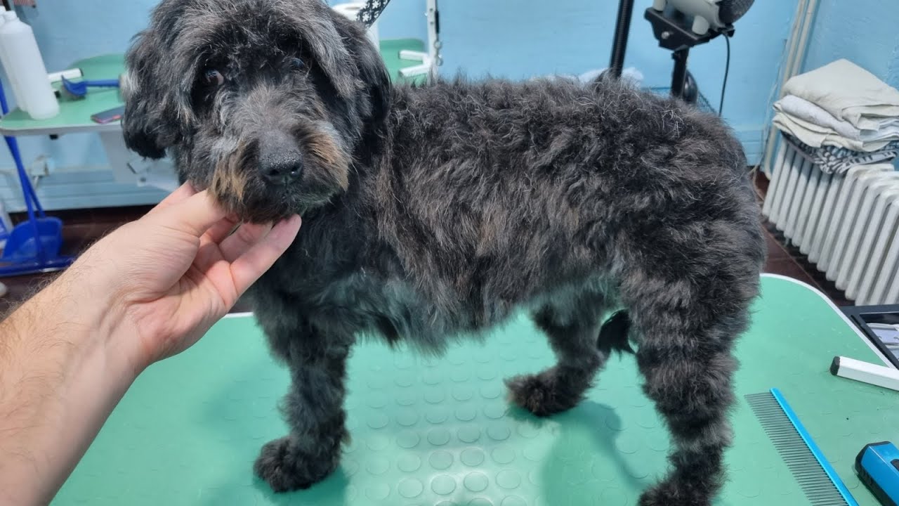 A closer look at Poodle Mix Grooming Ft