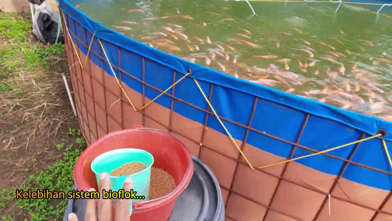 Kelebihan dan Kekurangan Budidaya ikan nila sistem bioflok - YouTube