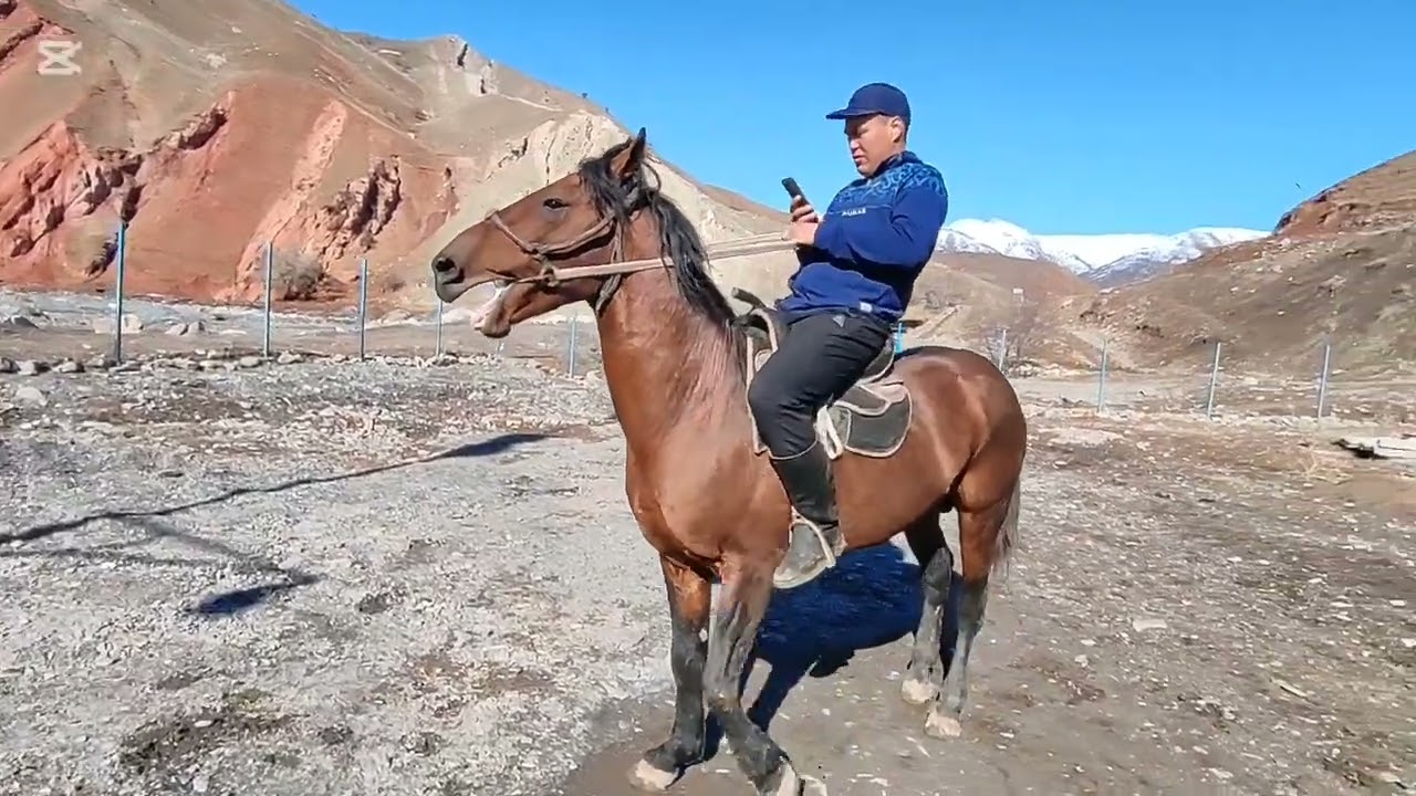 Кара байыр аргымак сатууга чыкты баасы 330 миң сом соодалашуу жолу бар 0708929595