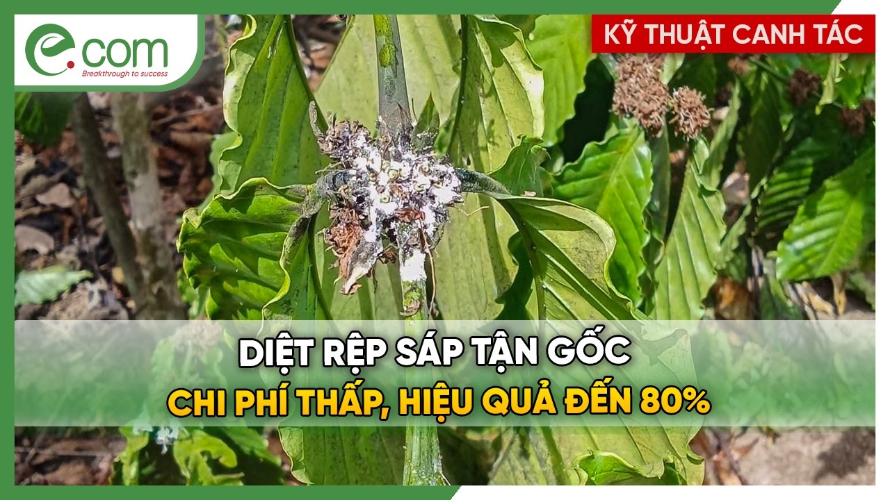Diệt Rệp Sáp Tận Gốc - Chi Phí Thấp, Hiệu Quả Đến 80%