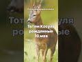 Тотем Косуля рождённые 10 мая Гадание на камнях, Тотемы, Гороскопы, Астрология