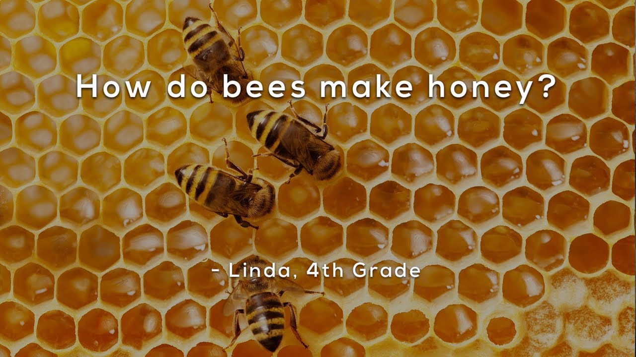 How Do Bees Make Honey YouTube How Do Bees Make Honey YouTube