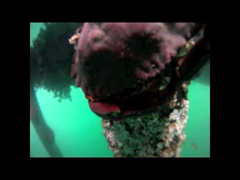GoPro on a Fishing Rod Underwater