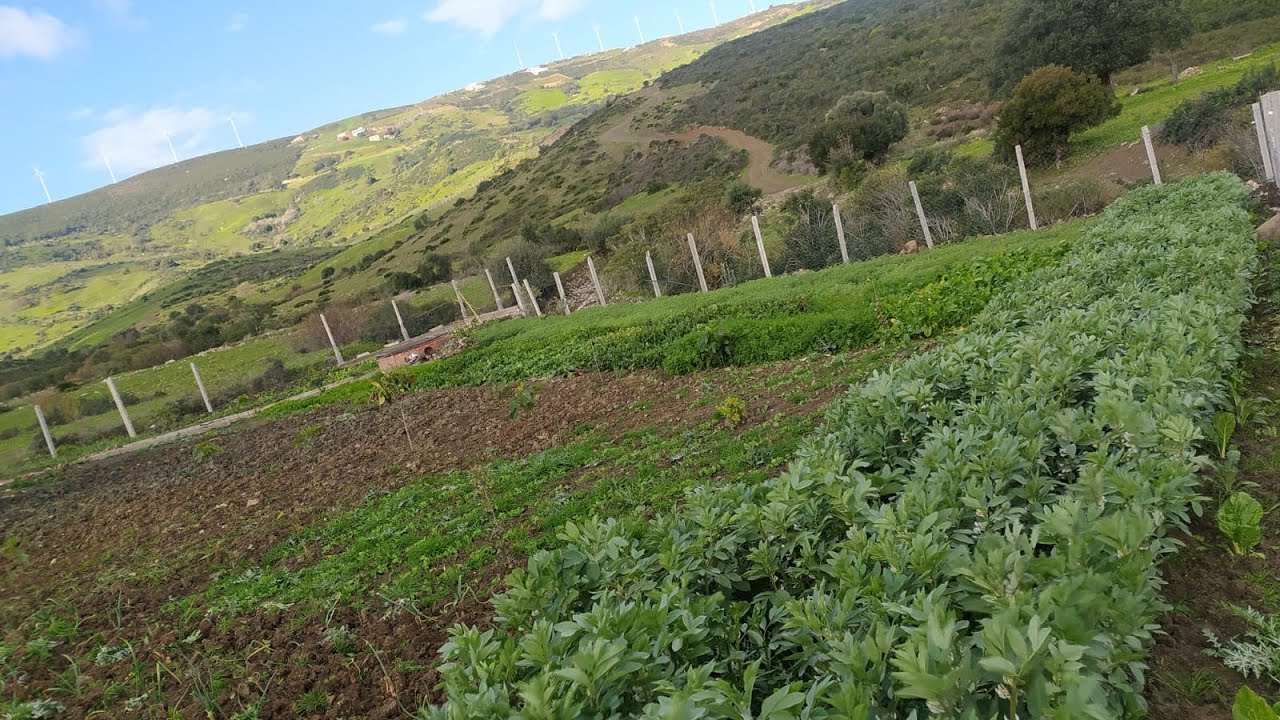 غريسة رائعة جدا 🌳 مليئة باشجار الفواكه 🍎 المثمرة والثمن جد مناسب 🎉 منطقة ملوسة 0703640826ملوسةطنجة😍