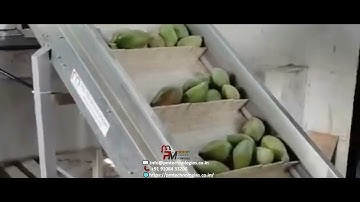 Fruit processing conveyor automation