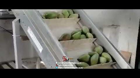 Fruit processing conveyor automation