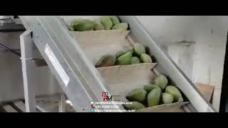 Fruit processing conveyor automation