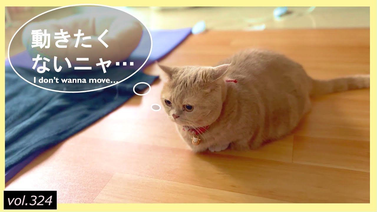 ホットカーペットに居座る猫【短足マンチカン】 - YouTube