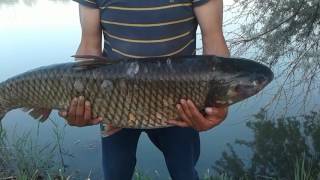 Бишкеке  в лененском озере поймали крупную рыбу 20kg