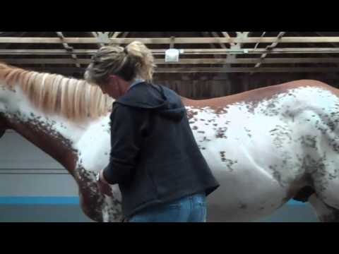 Anna Twinney's Holistic Horse Course - Equine Massage demonstration