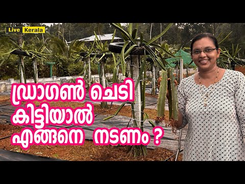 ഡ്രാഗൺ ചെടി കിട്ടിയാൽ എങ്ങനെ നടണം ? | Dragon Fruit Plant Cultivation in India | Dragon fruit Farming - video from Live Kerala