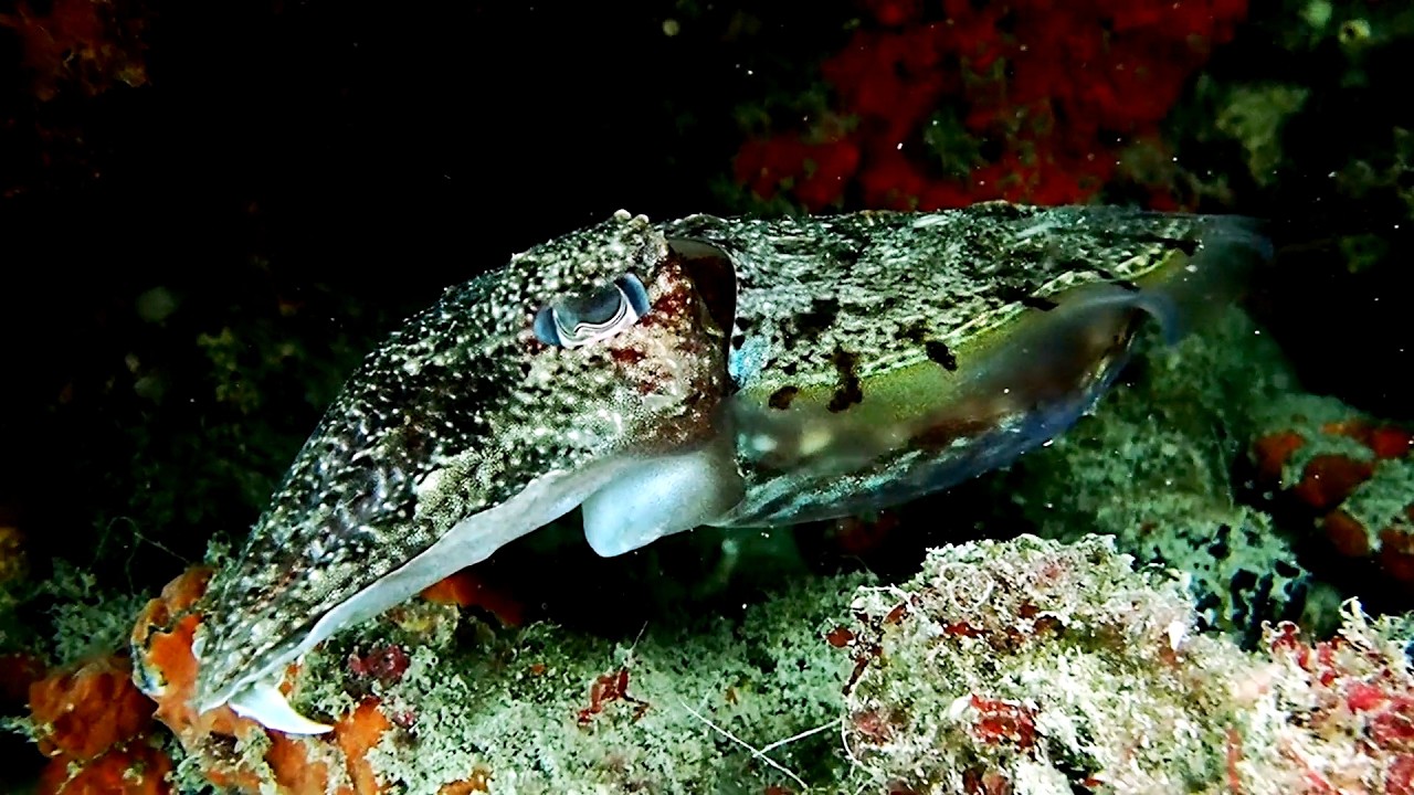 By the KrazyKiwi Perth