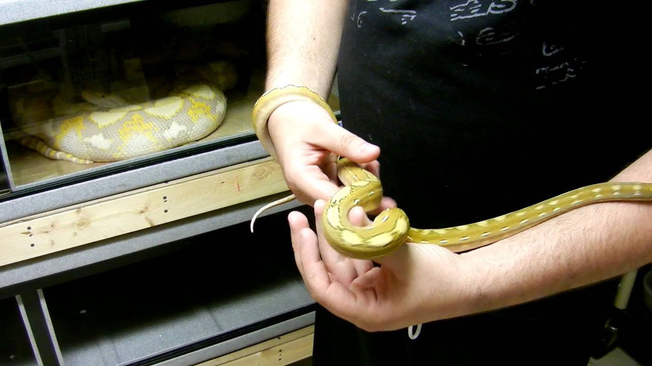 snake oil Fresh Shed Platinum Phantom Stripe!