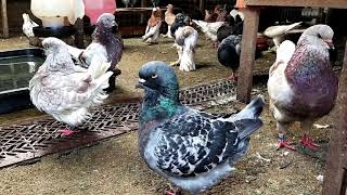 Top 5 King Pigeons Videos (Madina King pigeon)