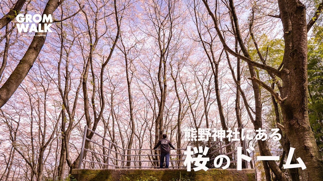 【 愛媛 桜ツーリング 】知る人ぞ知る絶景！西条市・熊野神社の「桜のドームと展望台」に行ってみた