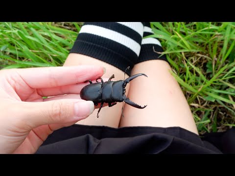 Catching the Goto stag beetle on the harsh remote island of Fukue