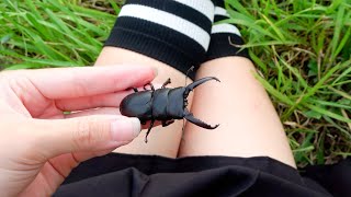 過酷な離島福江島でゴトウヒラタクワガタ捕まえる