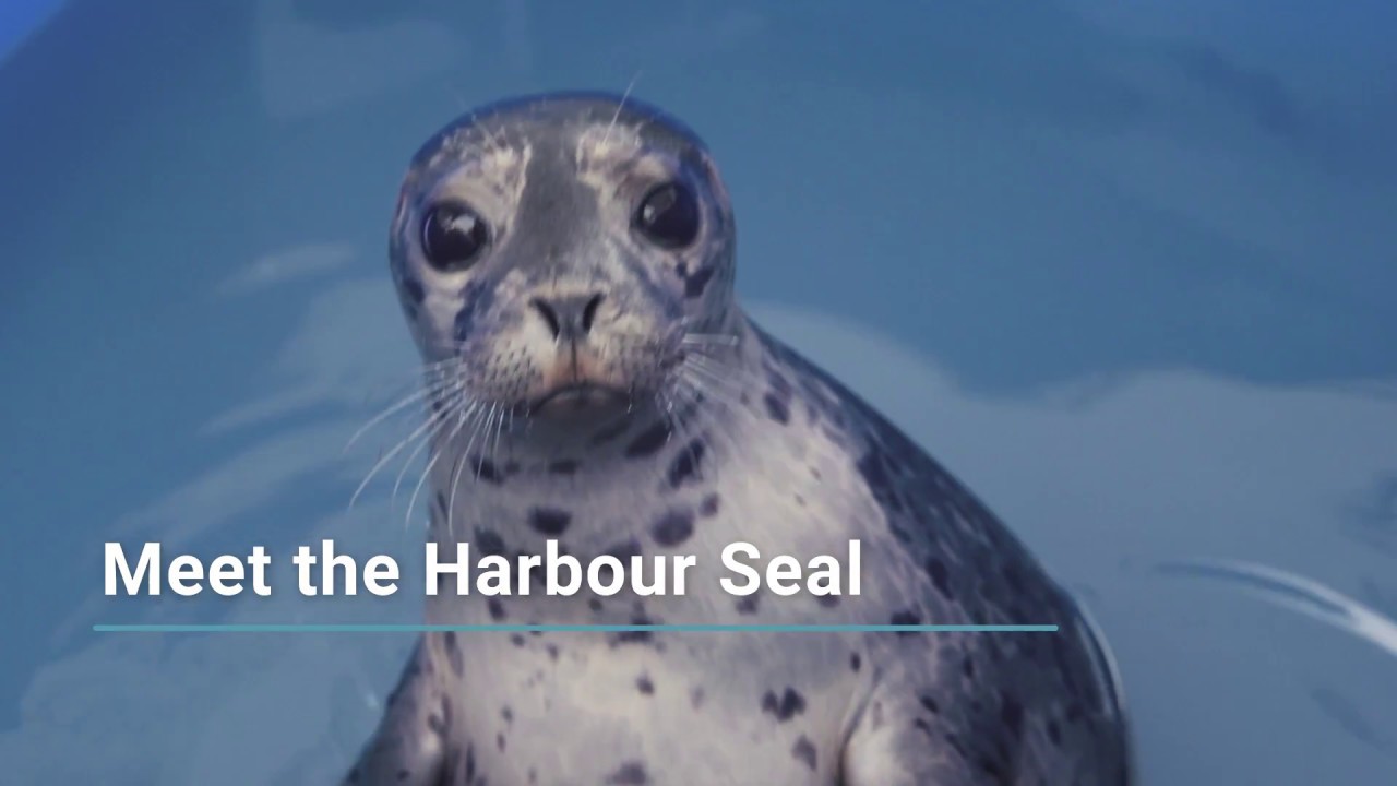 The Petting Zoo 17 Gray Harbor Seal