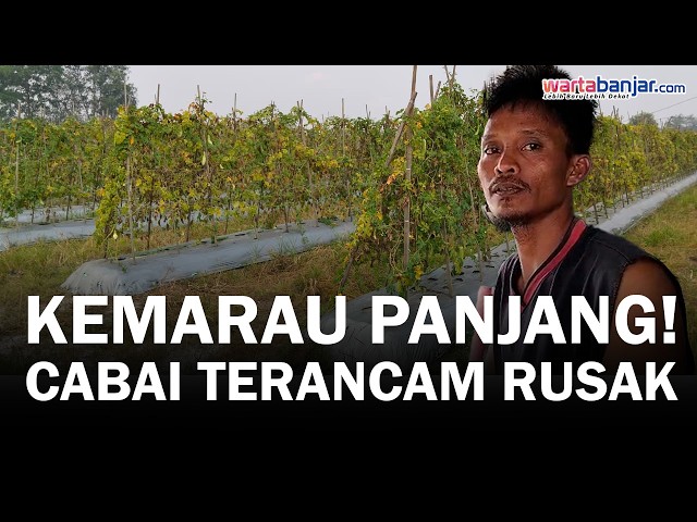 VIDEO - Kemarau Panjang, Petani Cabai Banjarbaru Andalkan Sumur Bor untuk Pertahankan Tanaman
