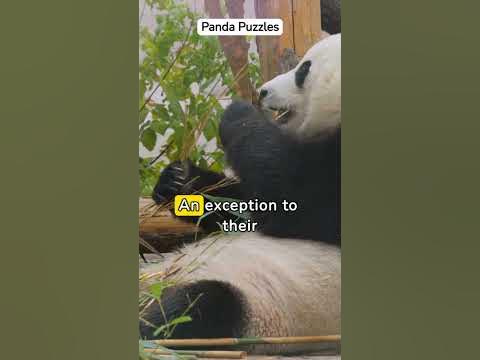 Unveiling the Bamboo Diet: Pandas' Unique Adaptation Despite