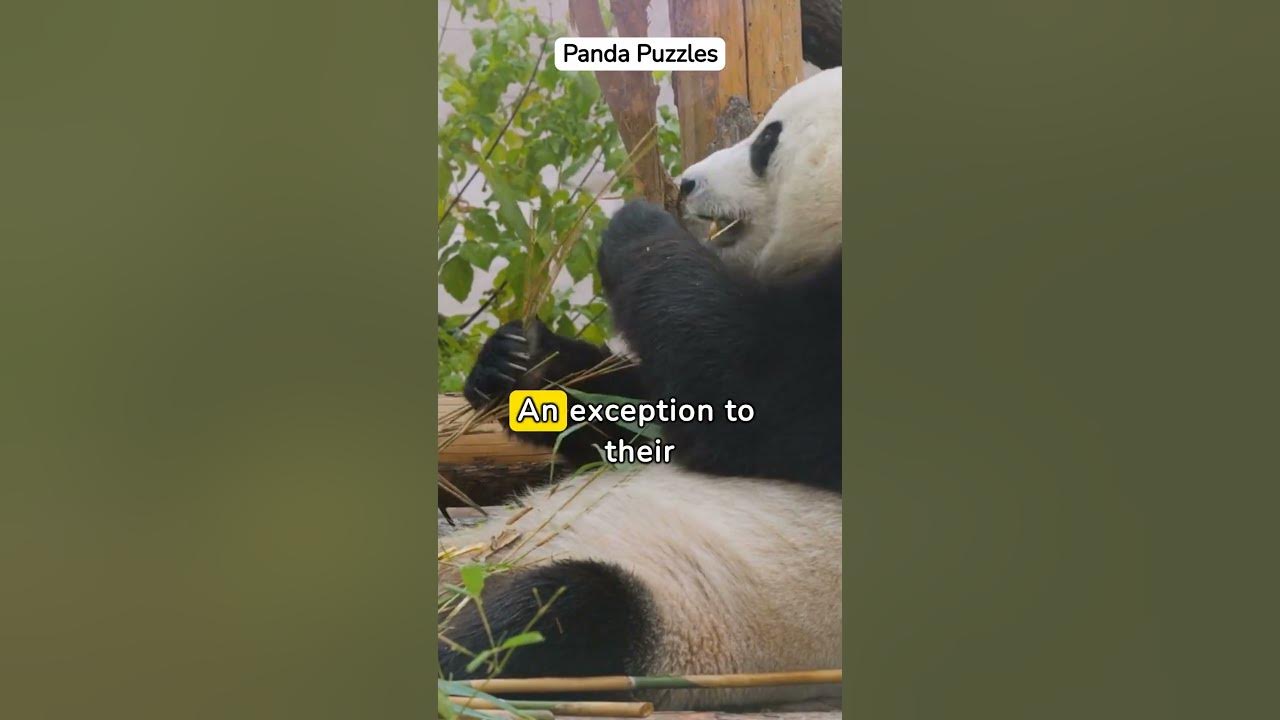 Unveiling the Bamboo Diet: Pandas' Unique Adaptation Despite