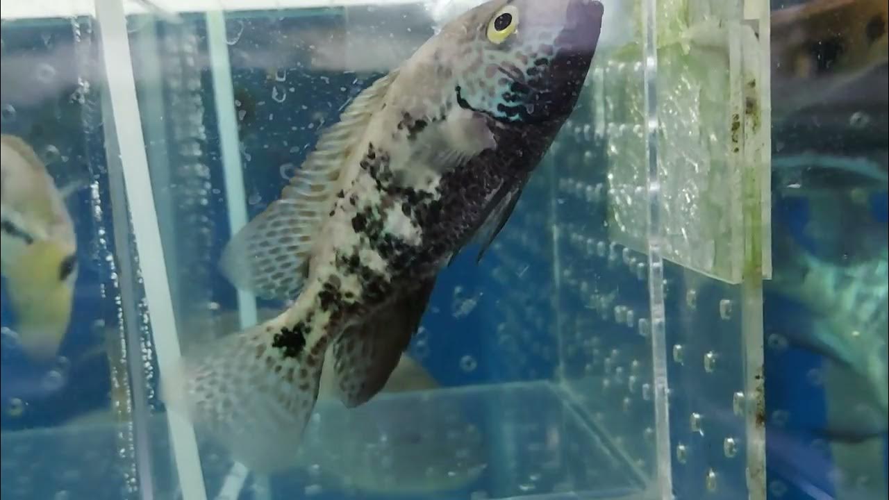 Vieja Zonata “Rio Perro”…9-10cm…“佩羅河”天網火口 - YouTube