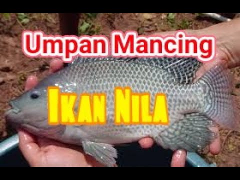 UMPAN MANCING NILA JITU RAHASIA JAWARA