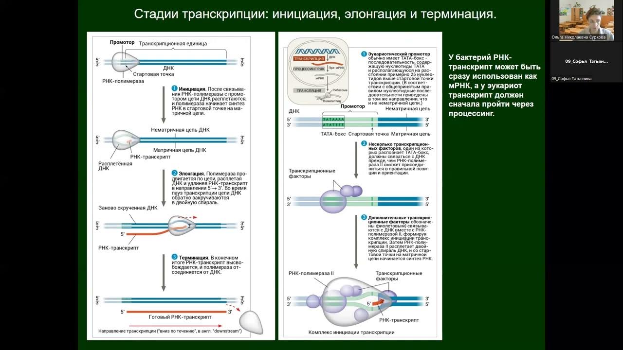 Белки задания егэ биология