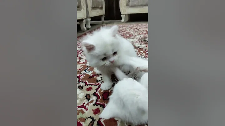 Video 3424431: cat kitten kitty meow, cat cute kitten fighting, kitty meow funny cats, cutest cat fight