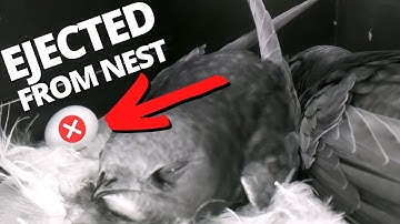 Shocking Moment as Swifts Eject Viable Egg from Nest