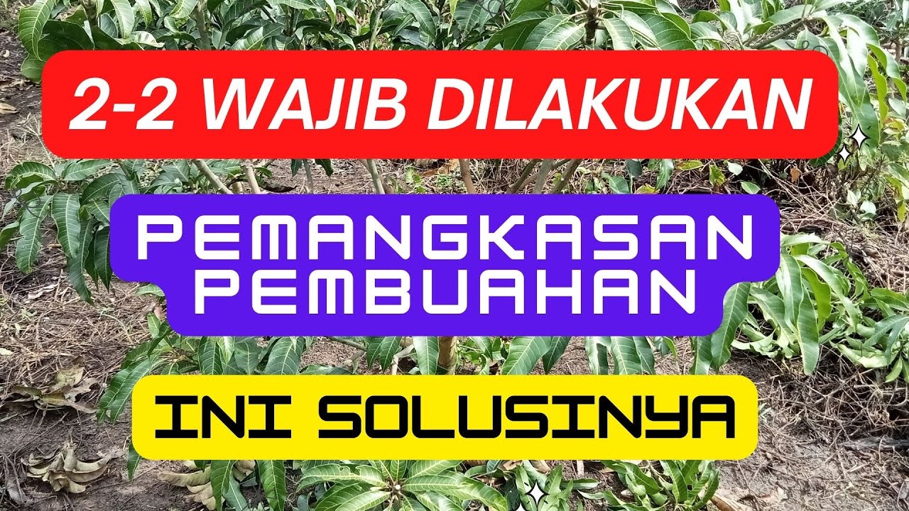 Pemangkasan/Pruning Pembuahan Mangga UHDP