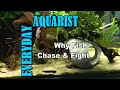 Why Fish Chase & Fight Each Other (Molly Guppy Cichlid)