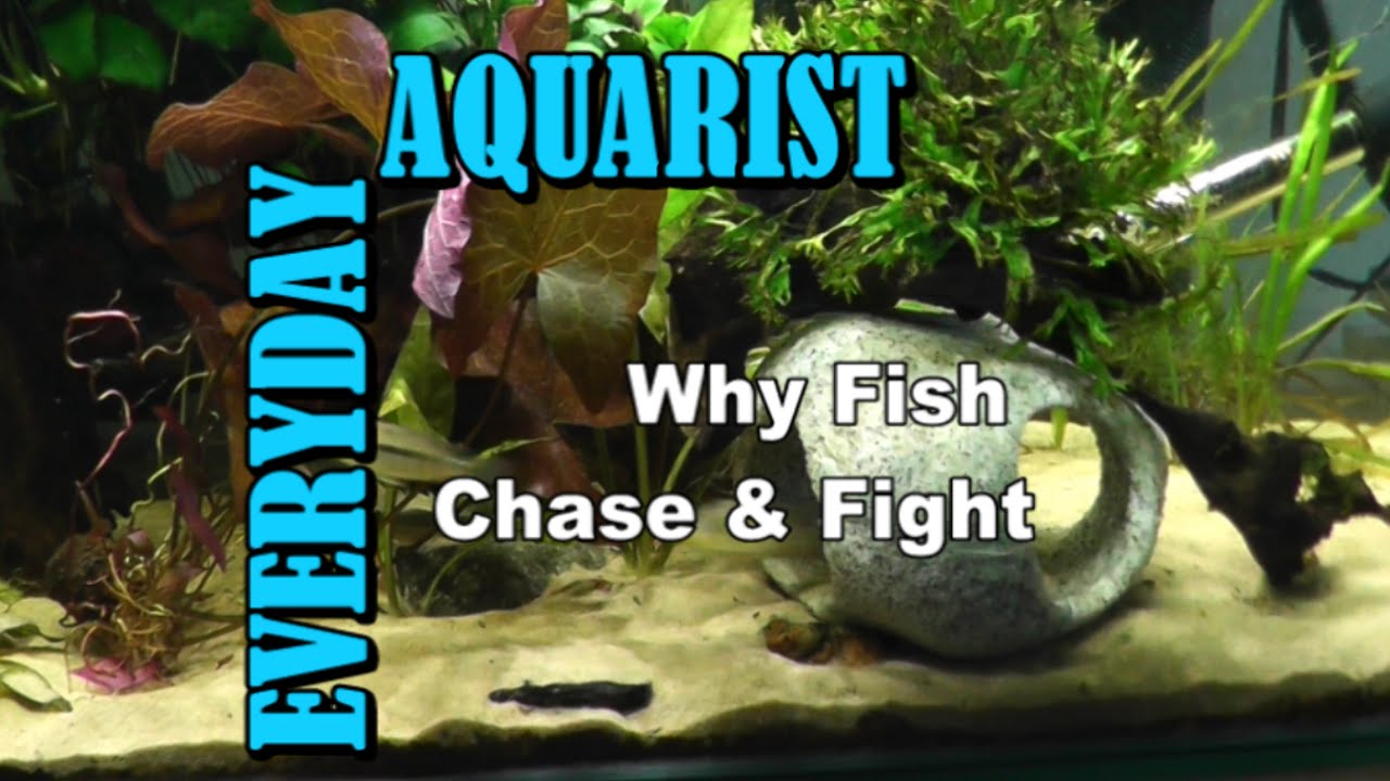Why Fish Chase \U0026 Fight Each Other (Molly Guppy Cichlid)
