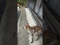 嫁の実家に行くのを察して自ら車に乗る元猟犬 #Shorts