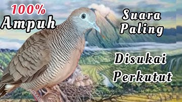 Perkutut Lokal GACOR 100% obatnya MALAS BUNYI buktikan saja LANGSUNG GACOR!!!