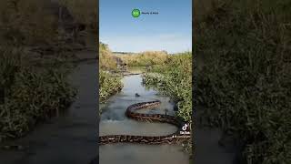 Watch this Giant Python swim through a River 🌊🐍