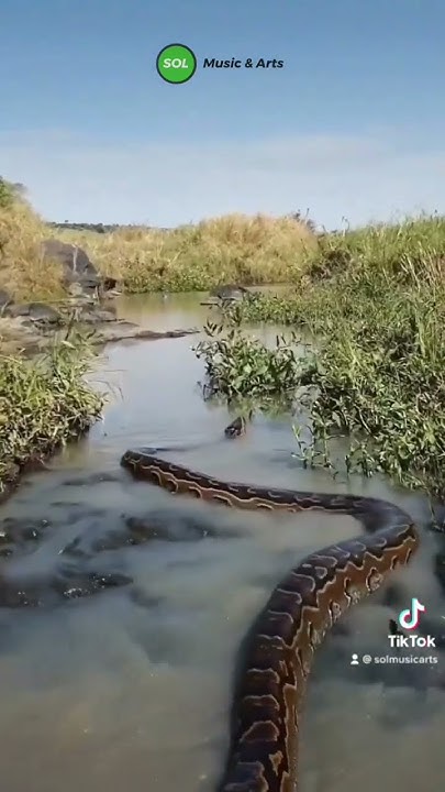 Watch this Giant Python swim through a River 🌊🐍 - YouTube