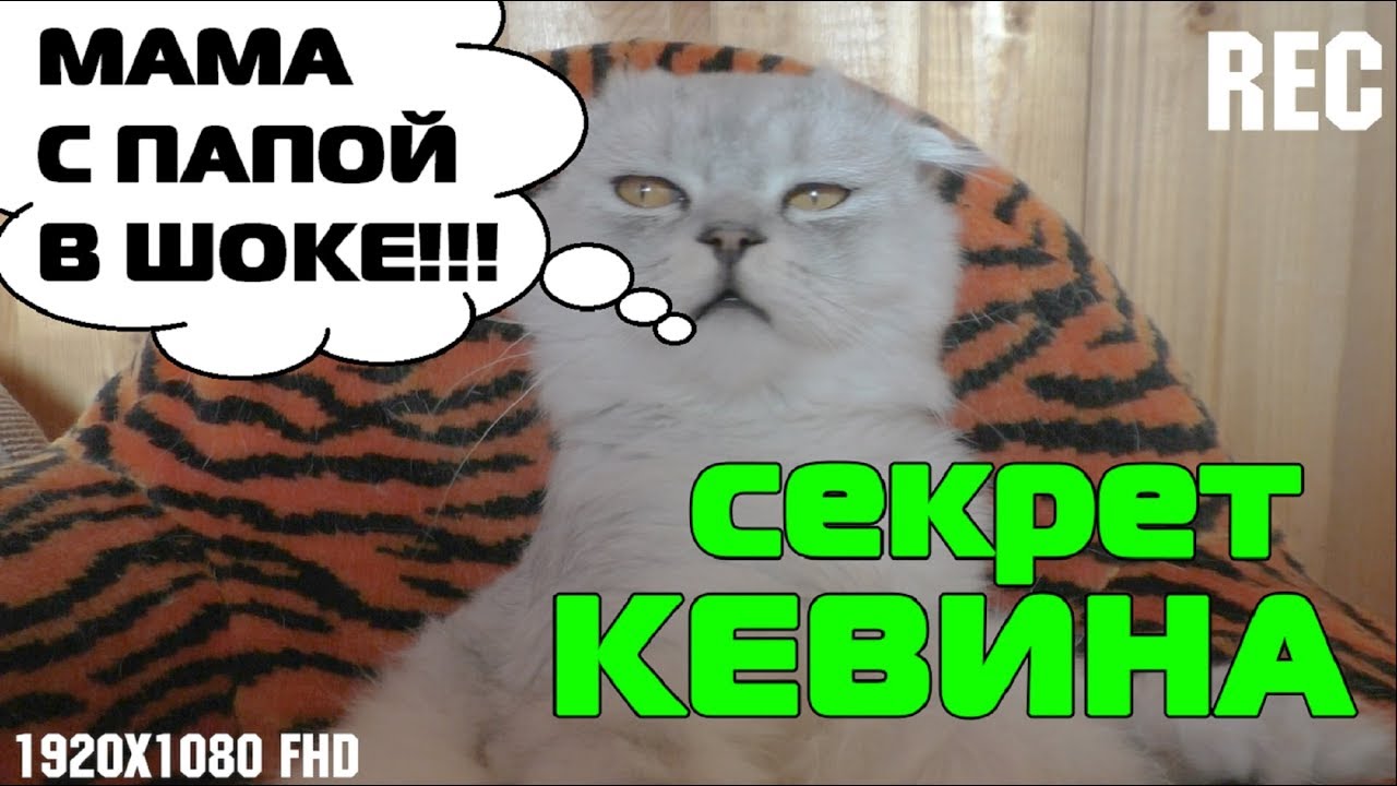 Кот кевин