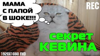 ЧТО СКРЫВАЛ КОТ КЕВИН? КЕВИН СТАНЕТ ПАПОЙ? ЧТО СКРЫВАЛ КОТ КЕВИН? КЕВИН СТАНЕТ ПАПОЙ?